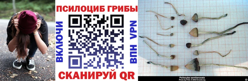 Псилоцибиновые грибы мицелий  Купить  Грязовец 